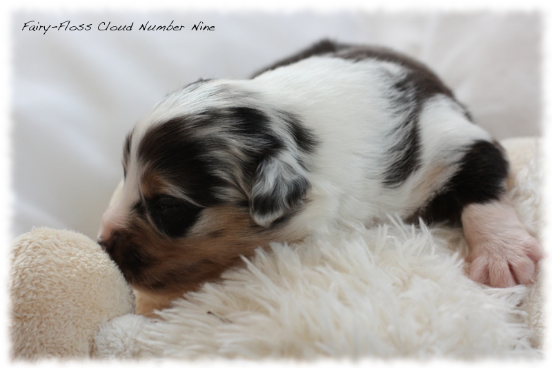 Mini Aussie Welpen - Mini Aussie Züchter - Gesunde Mini Aussies