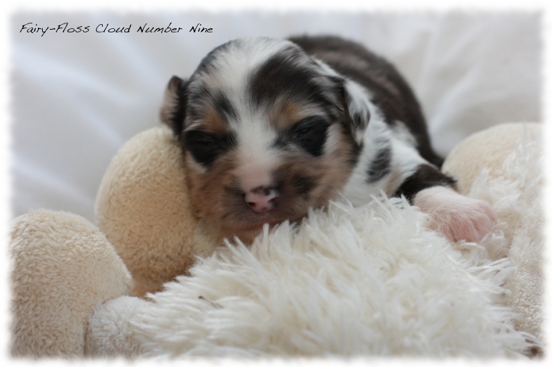 Mini Aussie Welpen - Mini Aussie Züchter - Gesunde Mini Aussies