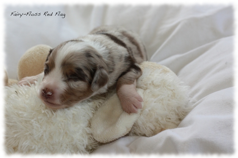 Mini Aussie Welpen - Mini Aussie Züchter - Gesunde Mini Aussies