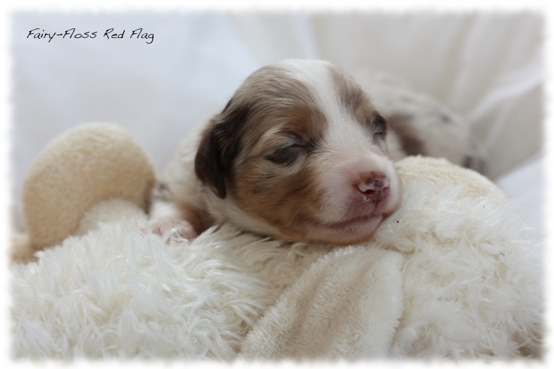 Mini Aussie Welpen - Mini Aussie Züchter - Gesunde Mini Aussies