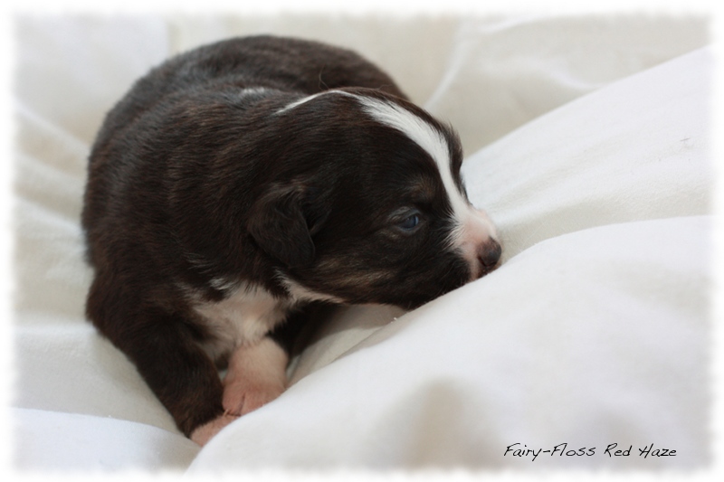 Mini Aussie Welpen - Mini Aussie Züchter - Gesunde Mini Aussies