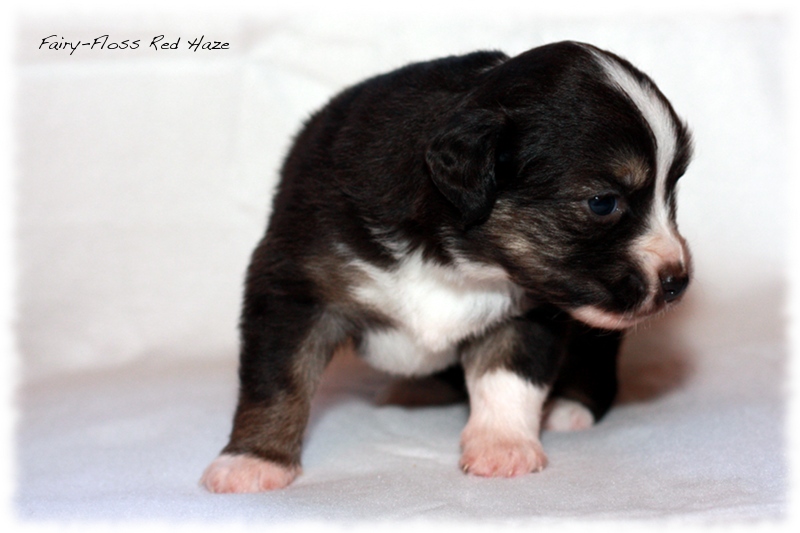 Mini Aussie Welpen - Mini Aussie Züchter - Gesunde Mini Aussies