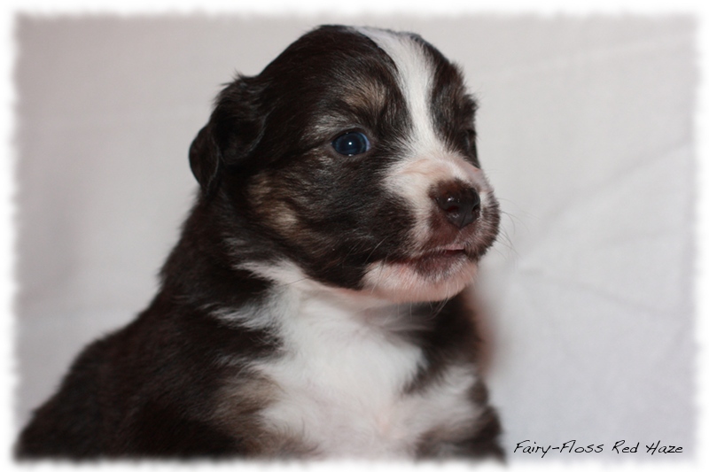 Mini Aussie Welpen - Mini Aussie Züchter - Gesunde Mini Aussies