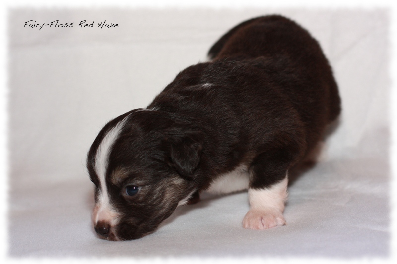 Mini Aussie Welpen - Mini Aussie Züchter - Gesunde Mini Aussies