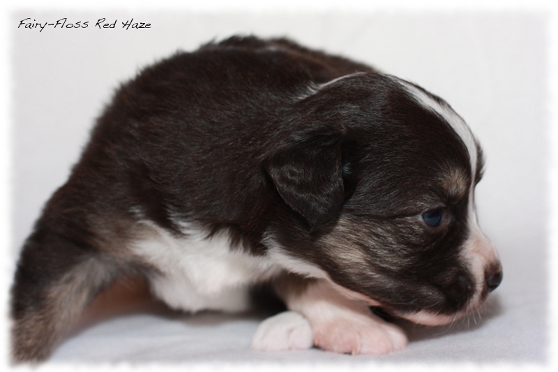 Mini Aussie Welpen - Mini Aussie Züchter - Gesunde Mini Aussies