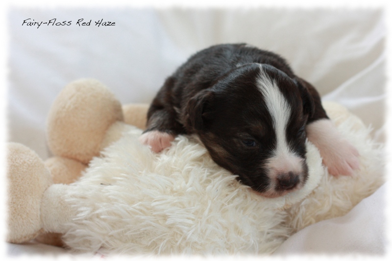 Mini Aussie Welpen - Mini Aussie Züchter - Gesunde Mini Aussies