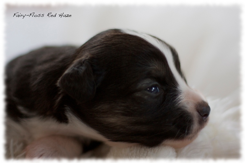 Mini Aussie Welpen - Mini Aussie Züchter - Gesunde Mini Aussies