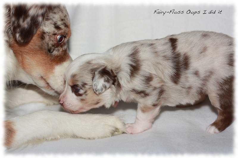 Mini Aussie Welpen - Mini Aussie Züchter - Gesunde Mini Aussies