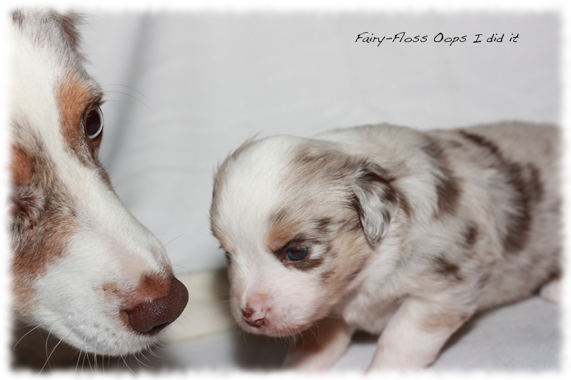 Mini Aussie Welpen - Mini Aussie Züchter - Gesunde Mini Aussies