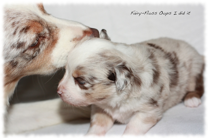 Mini Aussie Welpen - Mini Aussie Züchter - Gesunde Mini Aussies