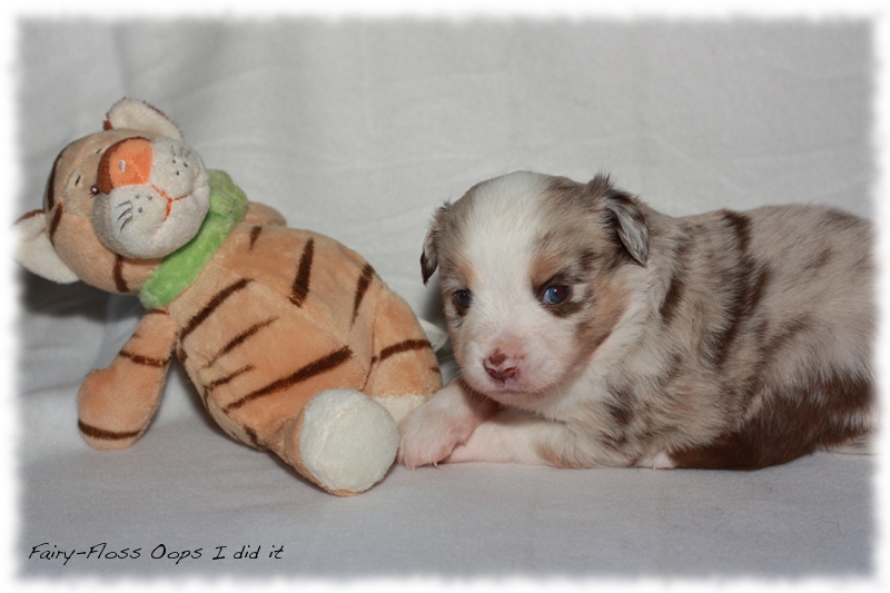 Mini Aussie Welpen - Mini Aussie Züchter - Gesunde Mini Aussies