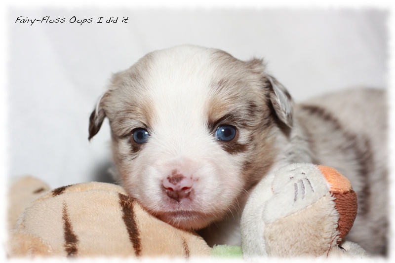 Mini Aussie Welpen - Mini Aussie Züchter - Gesunde Mini Aussies