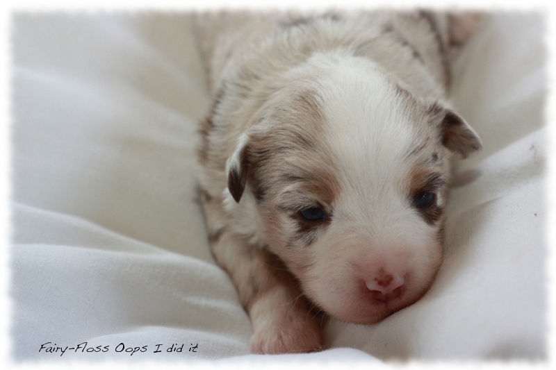 Mini Aussie Welpen - Mini Aussie Züchter - Gesunde Mini Aussies