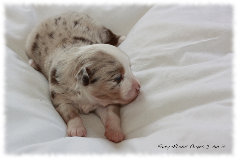 Mini Aussie Welpen - Mini Aussie Züchter - Gesunde Mini Aussies