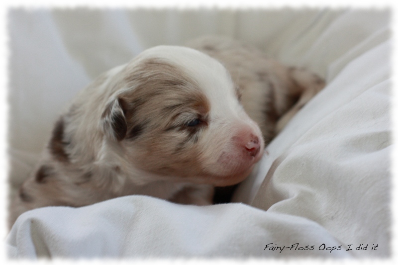 Mini Aussie Welpen - Mini Aussie Züchter - Gesunde Mini Aussies