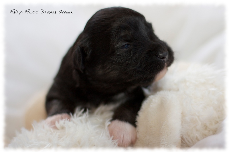 Mini Aussie Welpen - Mini Aussie Züchter - Gesunde Mini Aussies