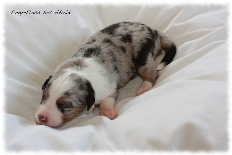 Mini Aussie Welpen - Mini Aussie Züchter - Gesunde Mini Aussies