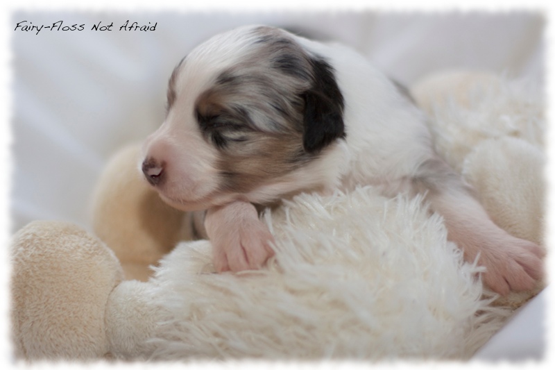 Mini Aussie Welpen - Mini Aussie Züchter - Gesunde Mini Aussies