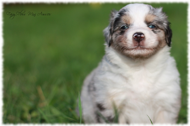 Mini Aussie Welpen - Mini Aussie Züchter - Gesunde Mini Aussies