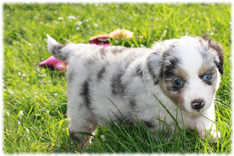 Mini Aussie Welpen - Mini Aussie Züchter - Gesunde Mini Aussies