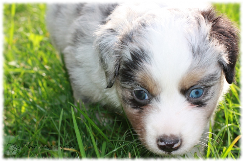 Mini Aussie Welpen - Mini Aussie Züchter - Gesunde Mini Aussies