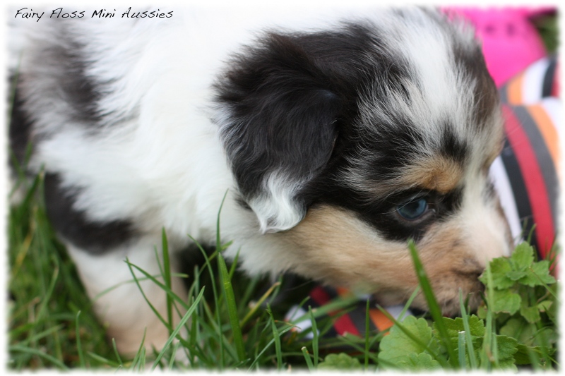 Mini Aussie Welpen - Mini Aussie Züchter - Gesunde Mini Aussies