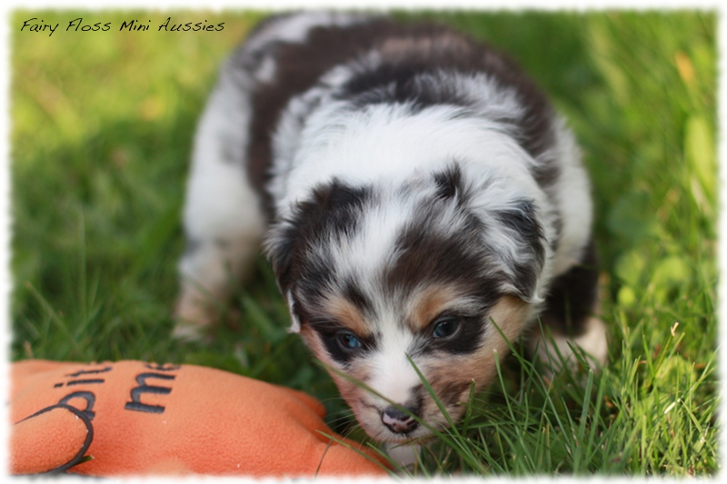 Mini Aussie Welpen - Mini Aussie Züchter - Gesunde Mini Aussies