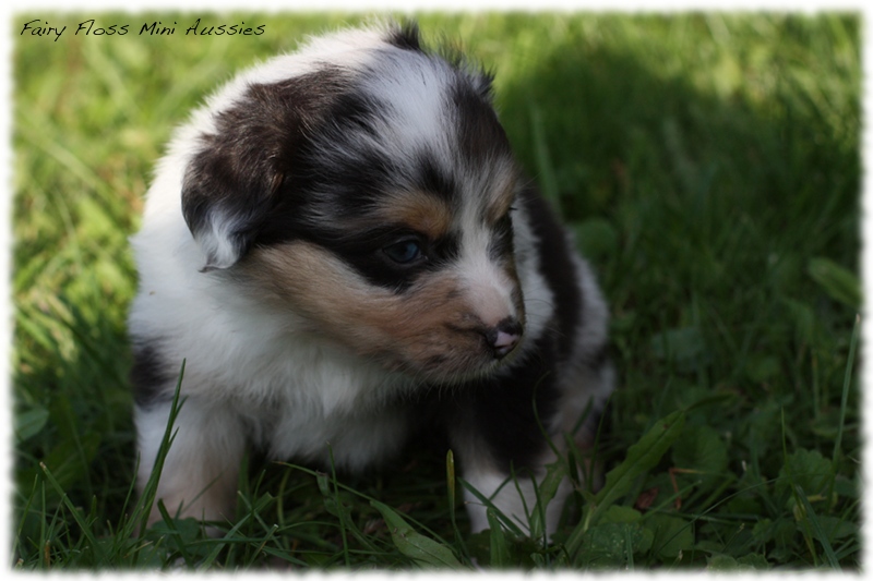 Mini Aussie Welpen - Mini Aussie Züchter - Gesunde Mini Aussies