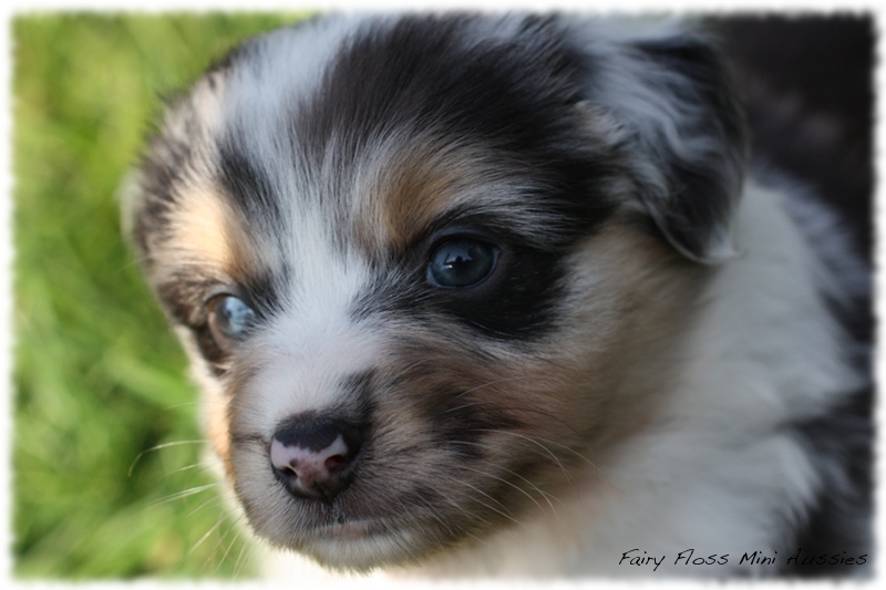 Mini Aussie Welpen - Mini Aussie Züchter - Gesunde Mini Aussies