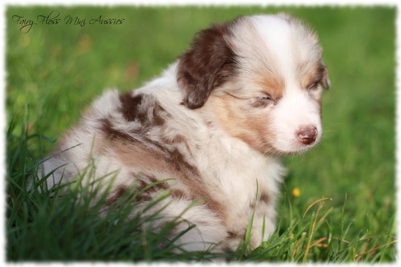 Mini Aussie Welpen - Mini Aussie Züchter - Gesunde Mini Aussies