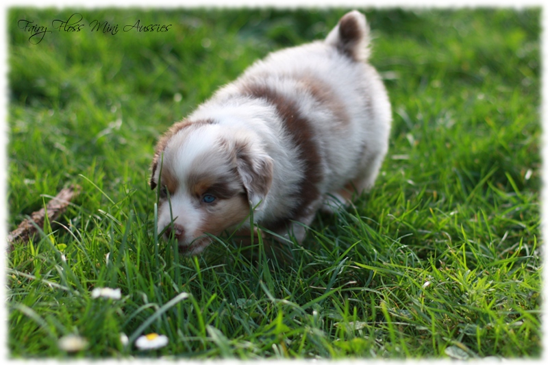 Mini Aussie Welpen - Mini Aussie Züchter - Gesunde Mini Aussies