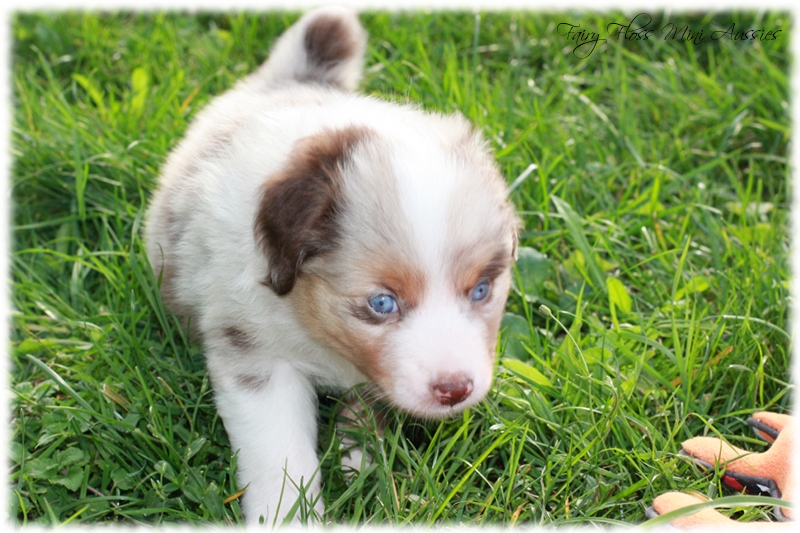 Mini Aussie Welpen - Mini Aussie Züchter - Gesunde Mini Aussies