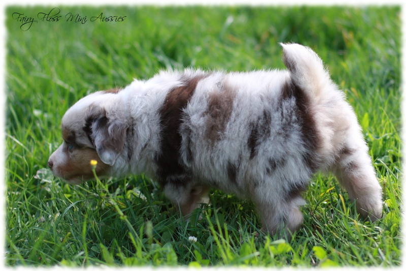 Mini Aussie Blue merle with NBT