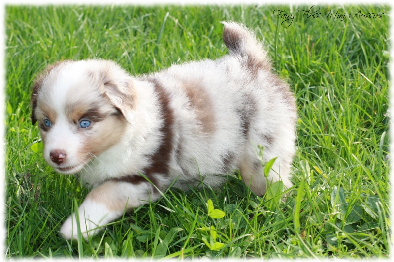 Mini Aussie Welpen - Mini Aussie Züchter - Gesunde Mini Aussies