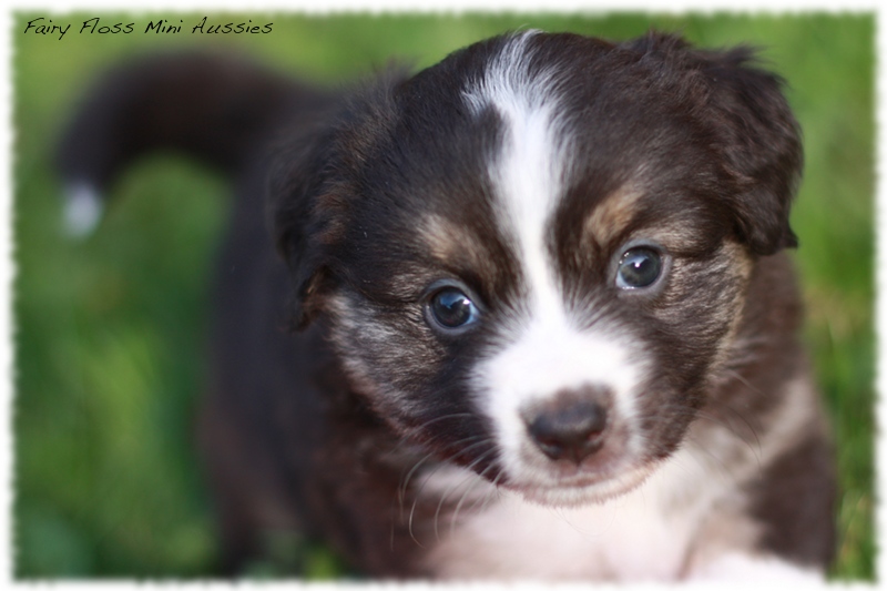 Mini Aussie Welpen - Mini Aussie Züchter - Gesunde Mini Aussies