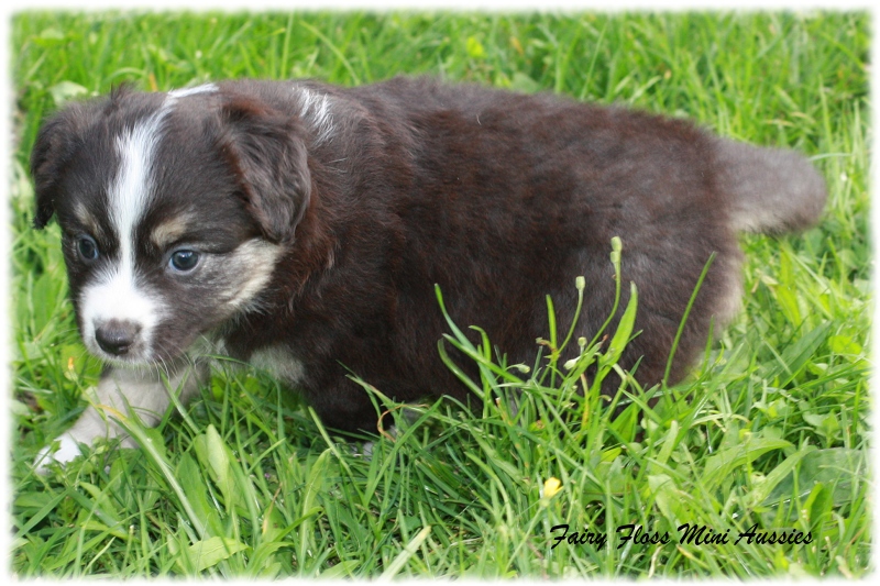 Mini Aussie Welpen - Mini Aussie Züchter - Gesunde Mini Aussies