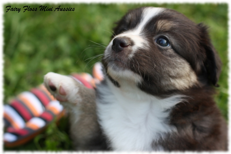 Mini Aussie Welpen - Mini Aussie Züchter - Gesunde Mini Aussies