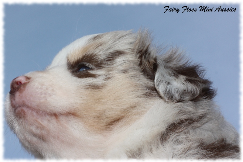 Mini Aussie Welpen - Mini Aussie Züchter - Gesunde Mini Aussies