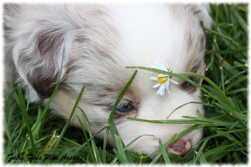 Mini Aussie Welpen - Mini Aussie Züchter - Gesunde Mini Aussies