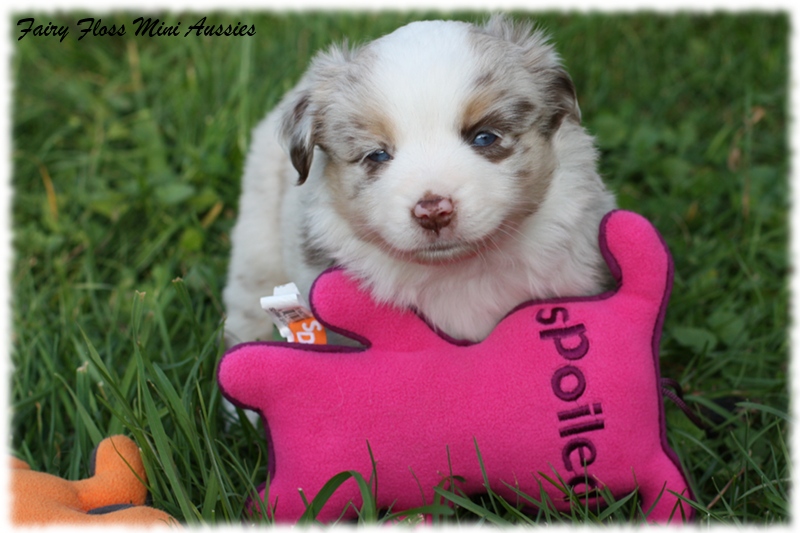 Mini Aussie Welpen - Mini Aussie Züchter - Gesunde Mini Aussies