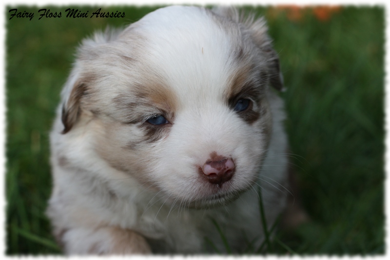 Mini Aussie Welpen - Mini Aussie Züchter - Gesunde Mini Aussies