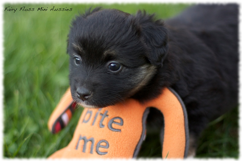 Mini Aussie Welpen - Mini Aussie Züchter - Gesunde Mini Aussies