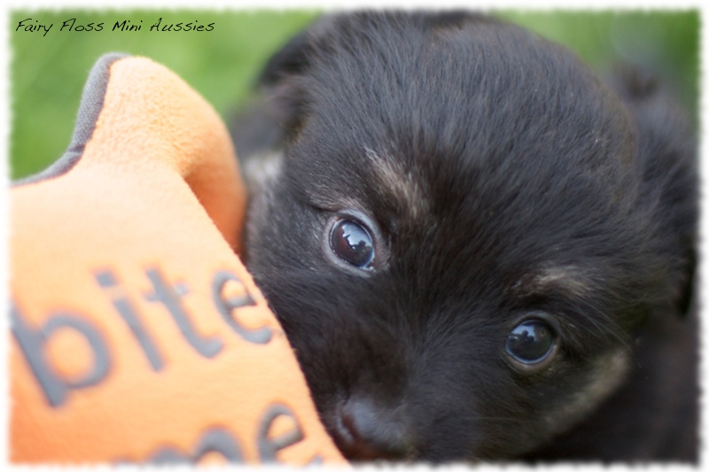 Mini Aussie Welpen - Mini Aussie Züchter - Gesunde Mini Aussies