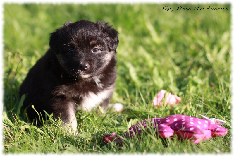 Mini Aussie Welpen - Mini Aussie Züchter - Gesunde Mini Aussies