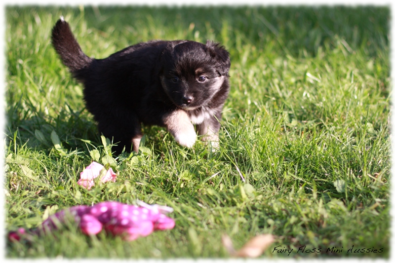 Mini Aussie Welpen - Mini Aussie Züchter - Gesunde Mini Aussies