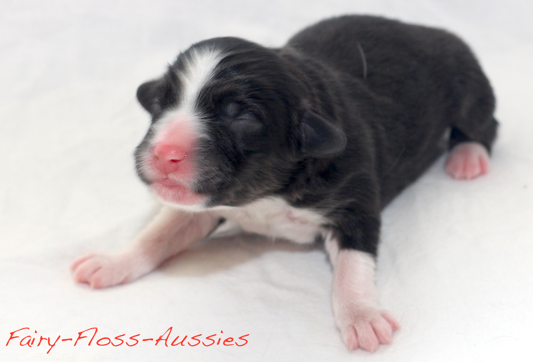 Mini Aussie Welpen