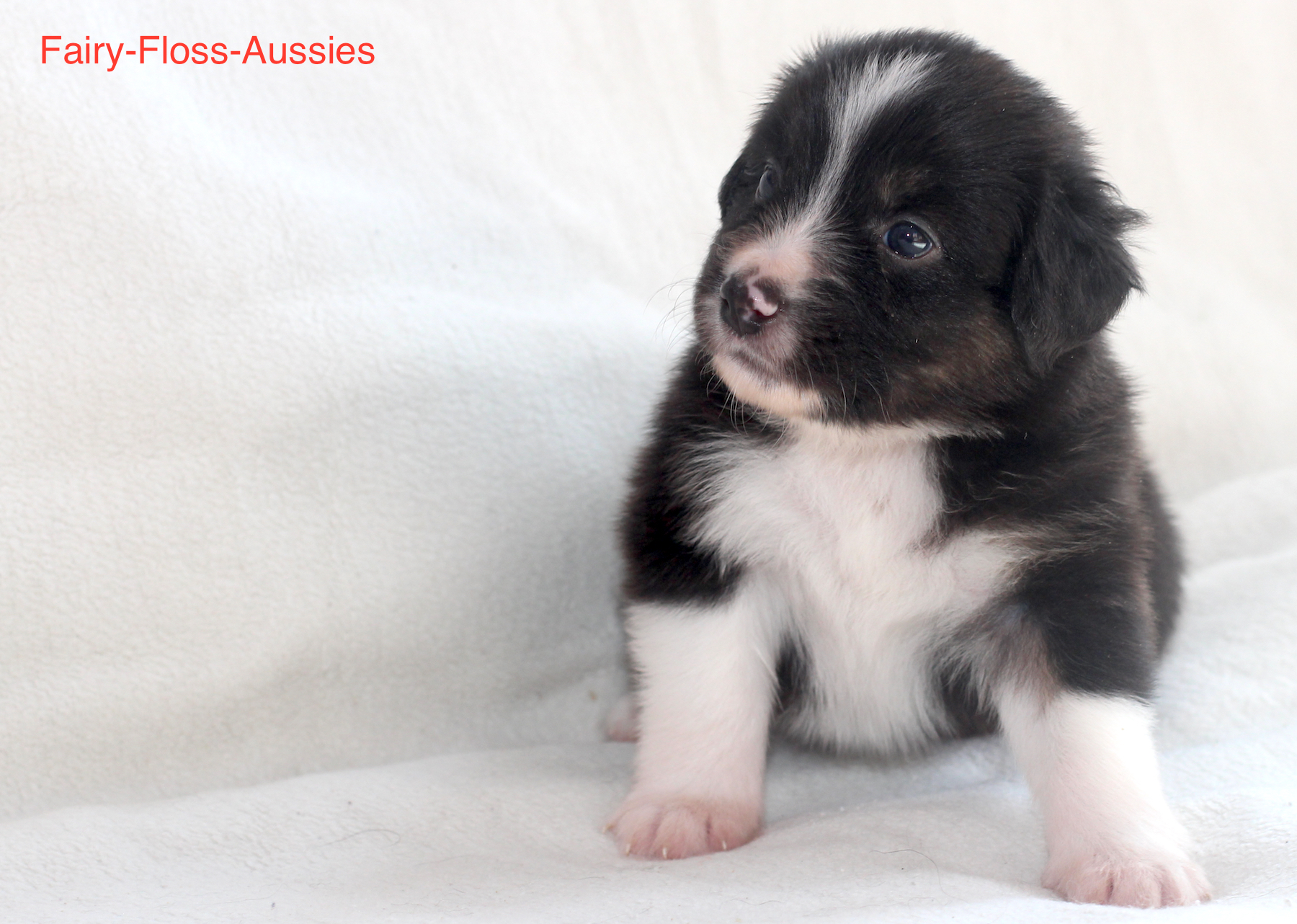 Mini Aussie Welpen