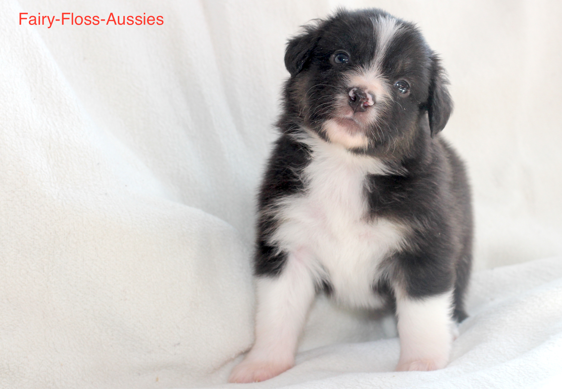 Mini Aussie Welpen