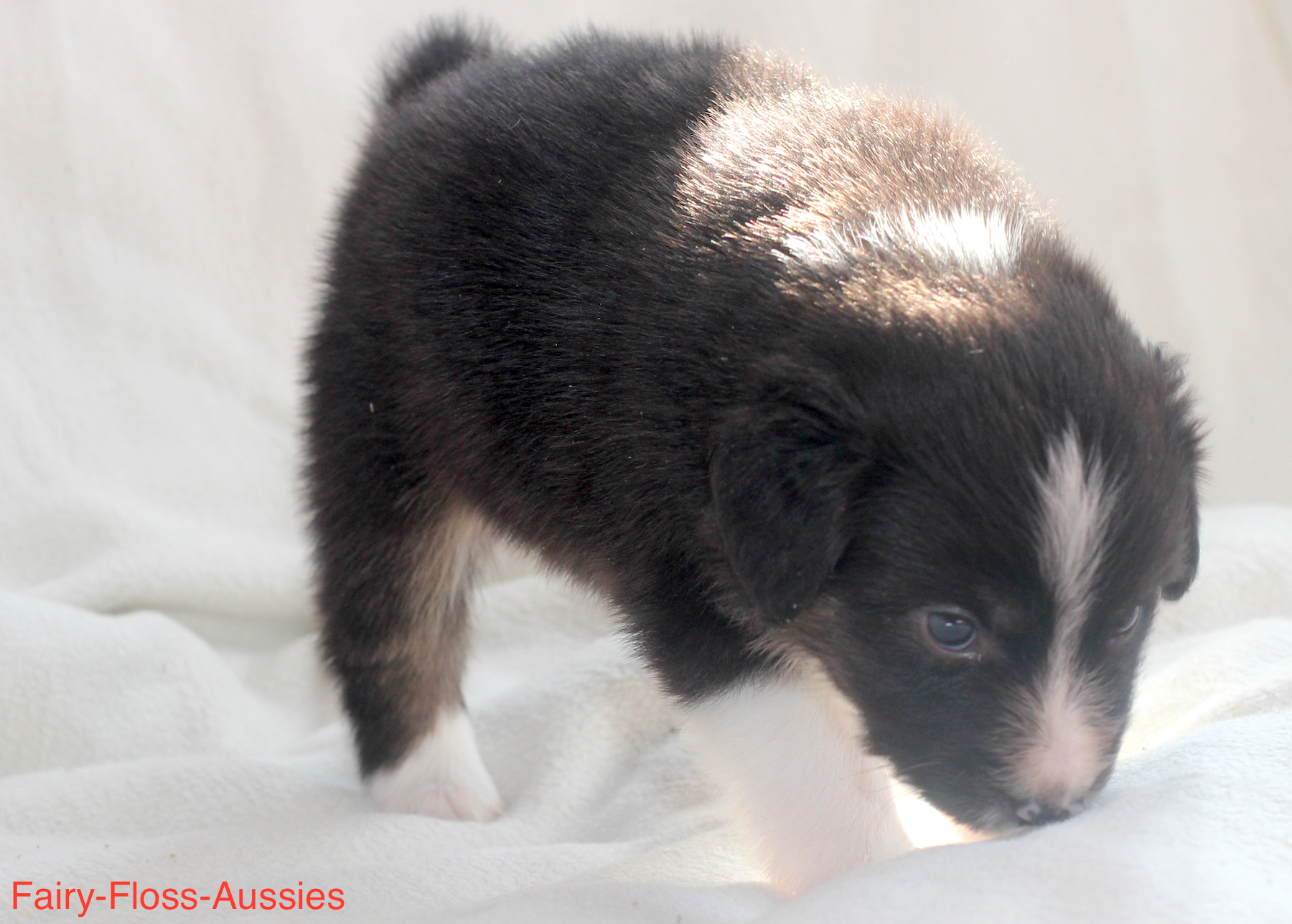 Mini Aussie Welpen