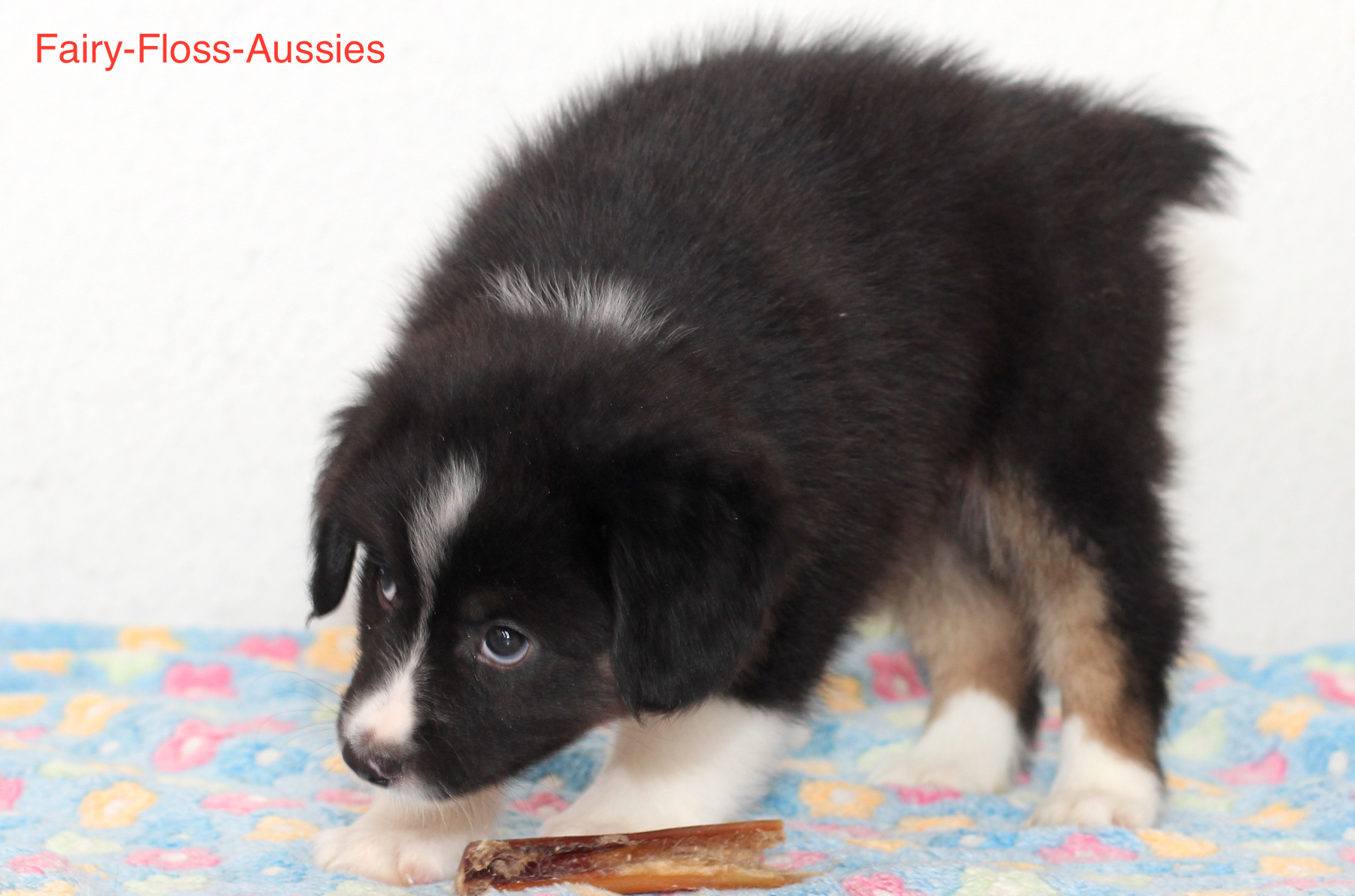 Mini Aussie Welpen